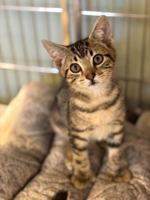 This mischievous matey may be a bit of a rascal but with one look into those sweet kitten eyes you