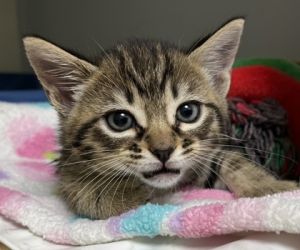 He may share a name with a legendary pirate but this little scallywag is all sweetness and snuggles