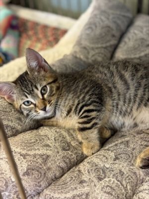 He may share a name with a legendary pirate but this little scallywag is all sweetness and snuggles
