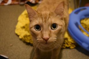 Sy, Adult Male Domestic Short Hair