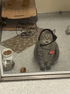 Jake, Adult Male Domestic Short Hair