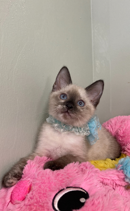 Faberge, an adoptable Himalayan, Domestic Short Hair in Picayune, MS, 39466 | Photo Image 1