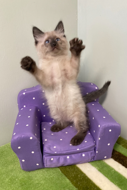 Faberge, an adoptable Himalayan, Domestic Short Hair in Picayune, MS, 39466 | Photo Image 2