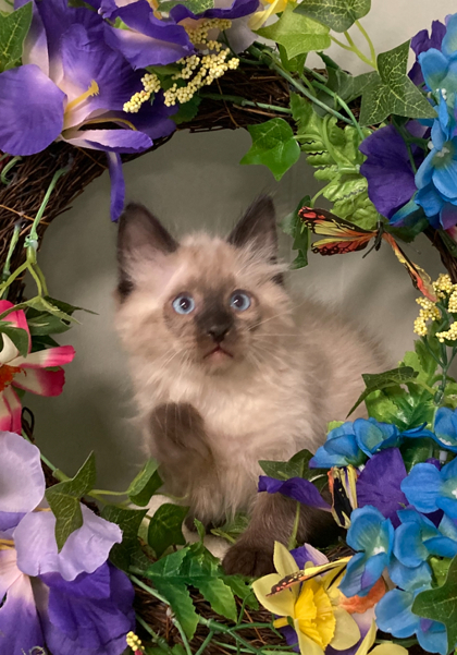Fontana, an adoptable Himalayan, Domestic Short Hair in Picayune, MS, 39466 | Photo Image 1