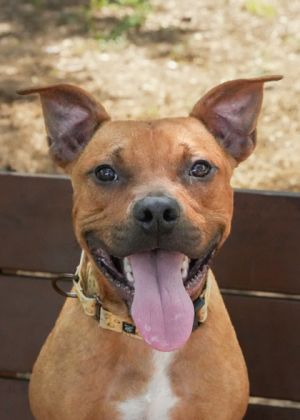 Yippy 57918 Mixed Breed Dog