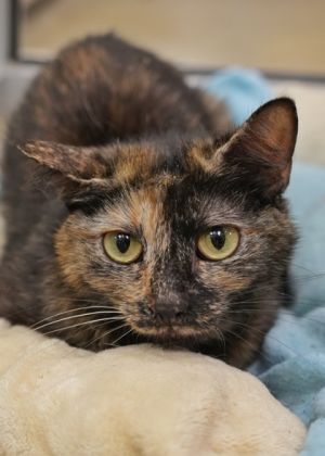 Blair is a shy but sweet former mama cat She gets along well with other cats and seems comfortable 