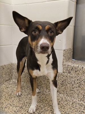 Wonder 57891 Mixed Breed Dog