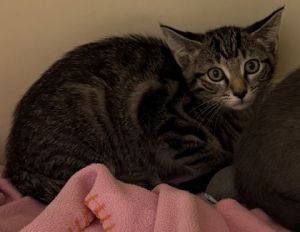 Star Magnet -PURPLE, Baby Male Domestic Short Hair