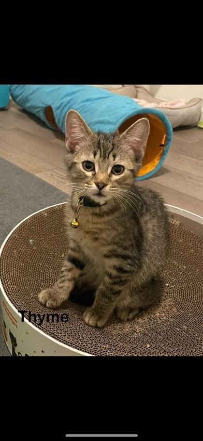 Thyme