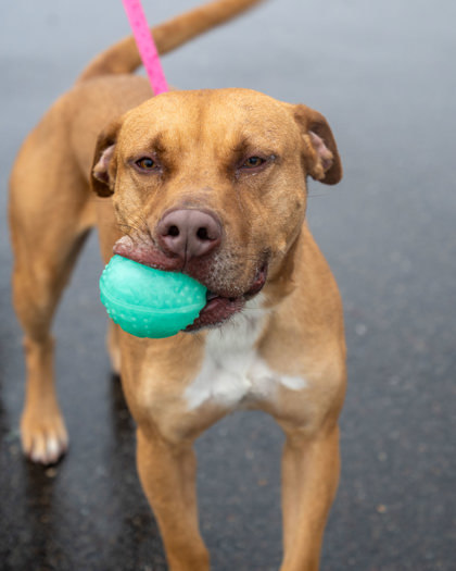 Zeus/Pumpkin, an adoptable American Staffordshire Terrier, Mixed Breed in Pequot Lakes, MN, 56472 | Photo Image 1