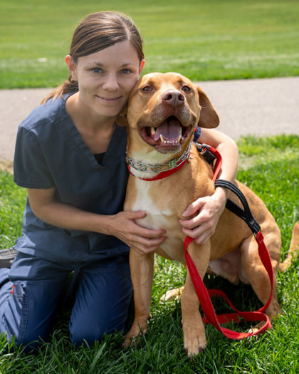Zeus/Pumpkin, an adoptable American Staffordshire Terrier, Mixed Breed in Pequot Lakes, MN, 56472 | Photo Image 2