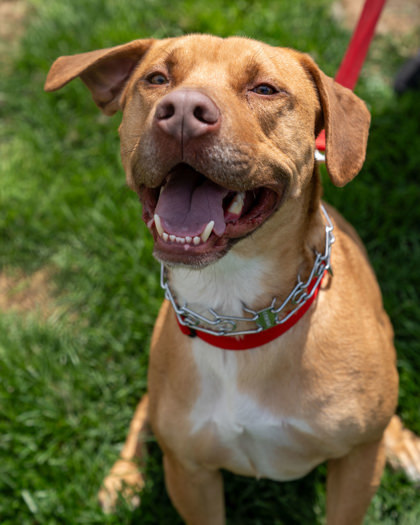 Zeus/Pumpkin, an adoptable American Staffordshire Terrier, Mixed Breed in Pequot Lakes, MN, 56472 | Photo Image 3