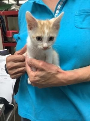 Goose (12), Adult Female Domestic Short Hair