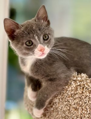 Cassia Domestic Short Hair Cat