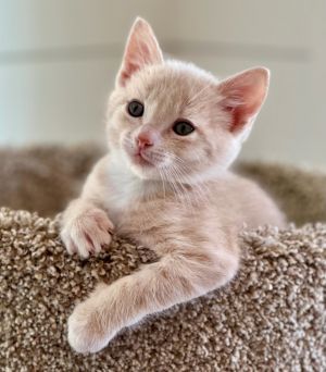Cyrus Domestic Short Hair Cat