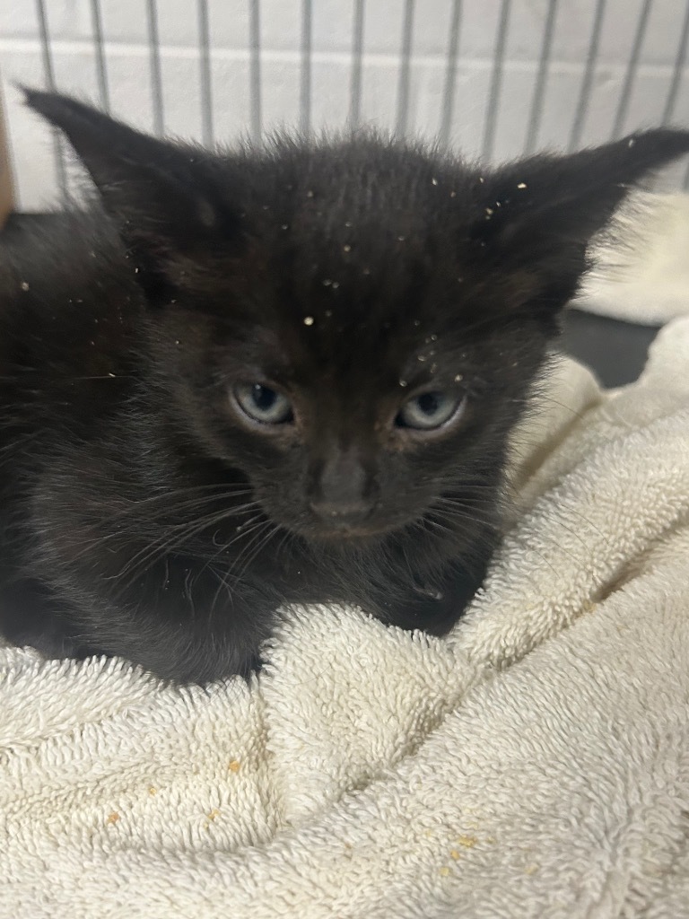 Bo-Katan- Adoptable Awaiting S/N