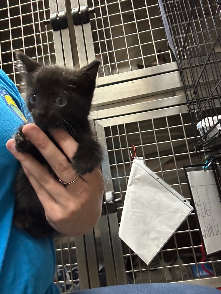 Bo-Katan- Adoptable Awaiting S/N