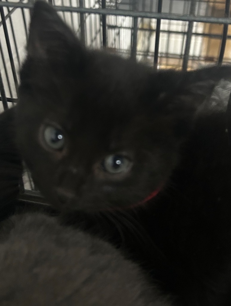 Inferno-Adoptable Awaiting S/N