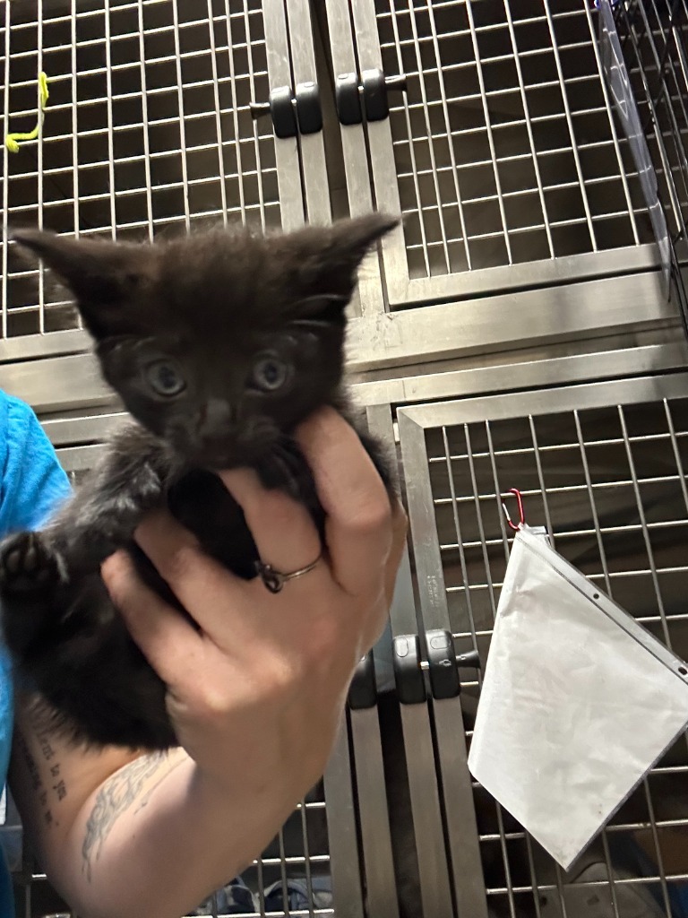 Inferno-Adoptable Awaiting S/N
