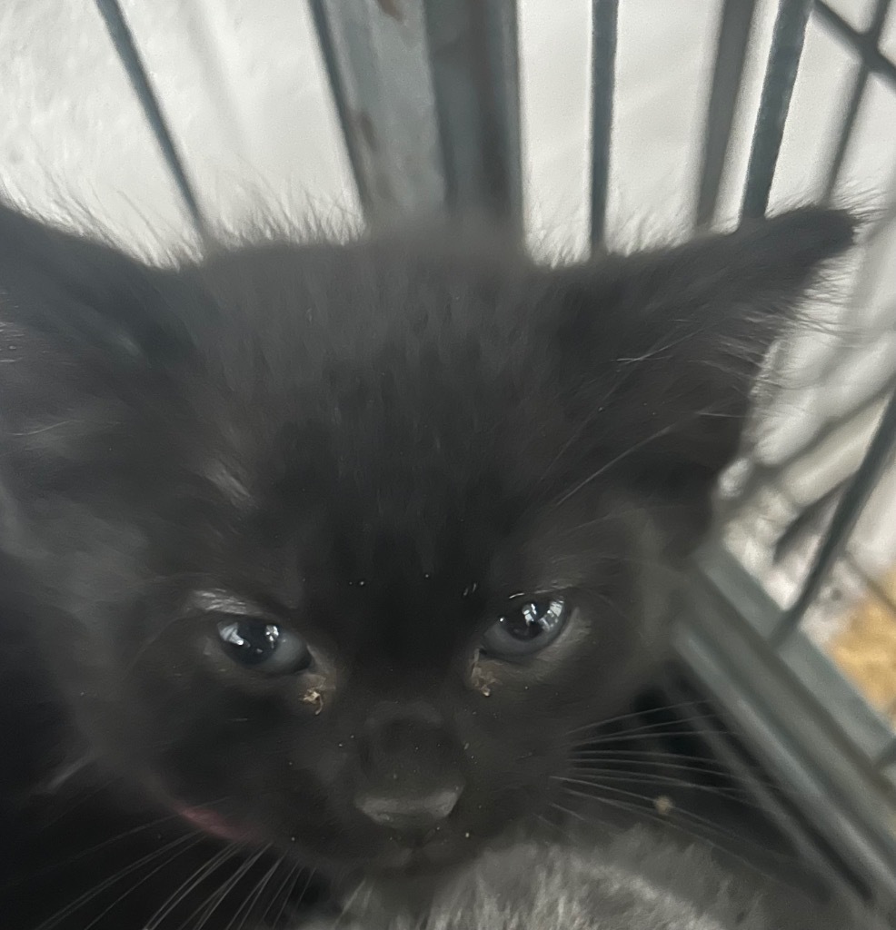 Boba Fett-Adoptable Awaiting S/N