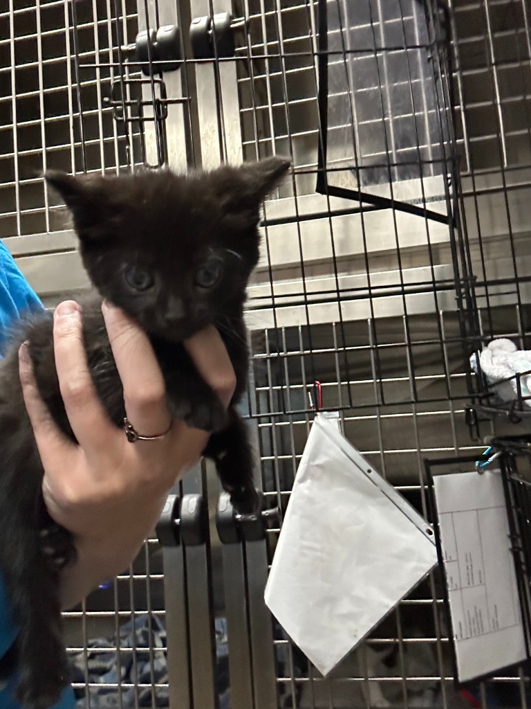 Boba Fett-Adoptable Awaiting S/N