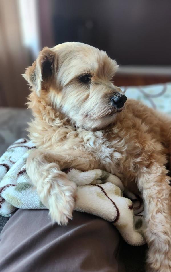 Gizmo