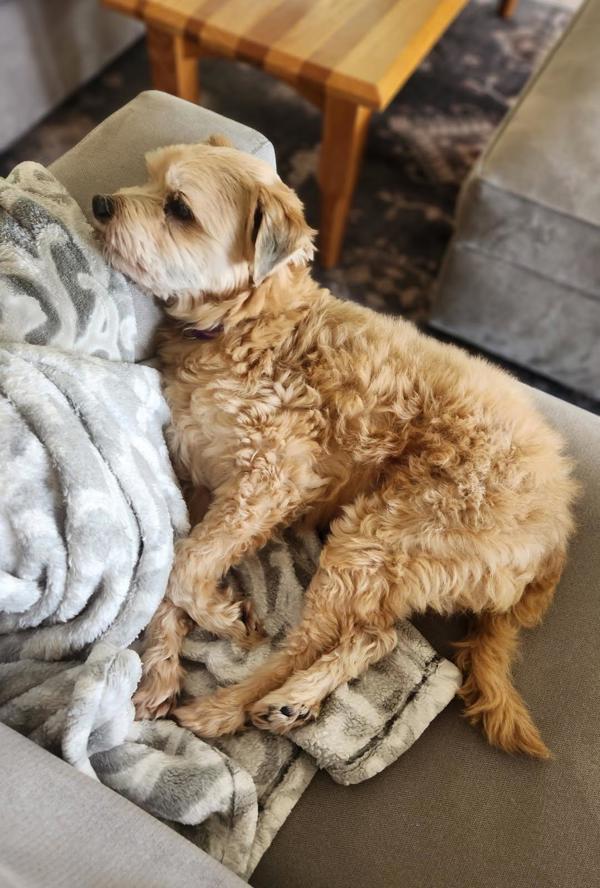 Gizmo