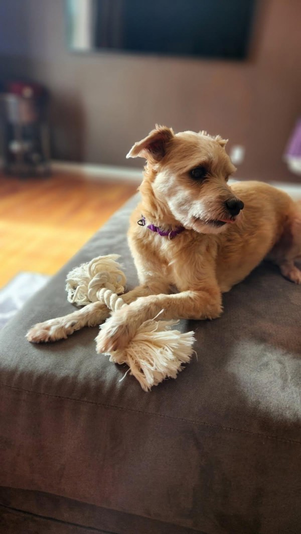 Gizmo