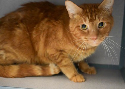 Garfield (BONDED W/ ODIE)- SPONSORED