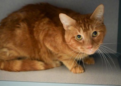 Garfield (BONDED W/ ODIE)- SPONSORED