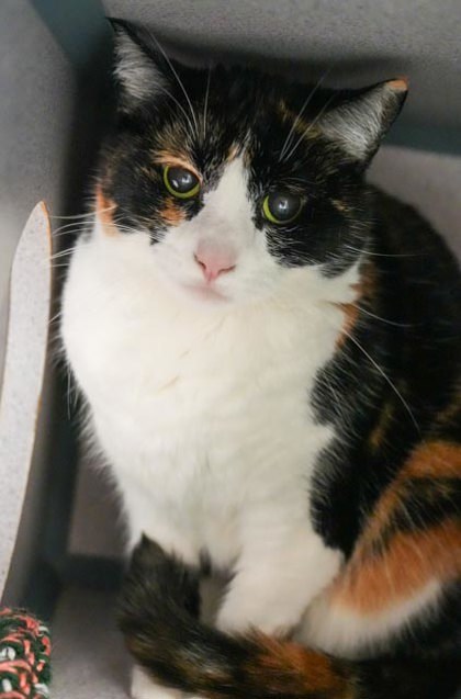 Odie (BONDED W GARFIELD)- SPONSORED