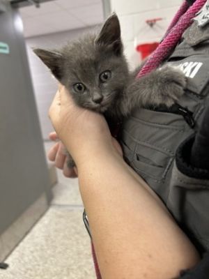 58726399, Baby Female Domestic Short Hair