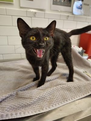 Sabbath, Baby Male Domestic Short Hair