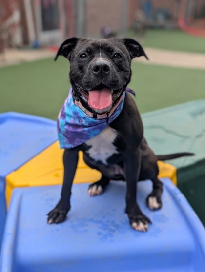 Nala