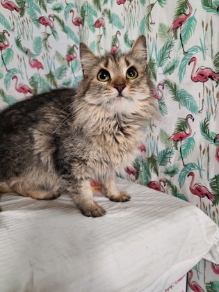 Nova