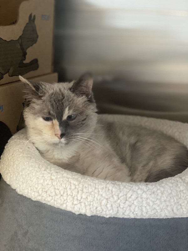 Grandma ( In Foster) 1
