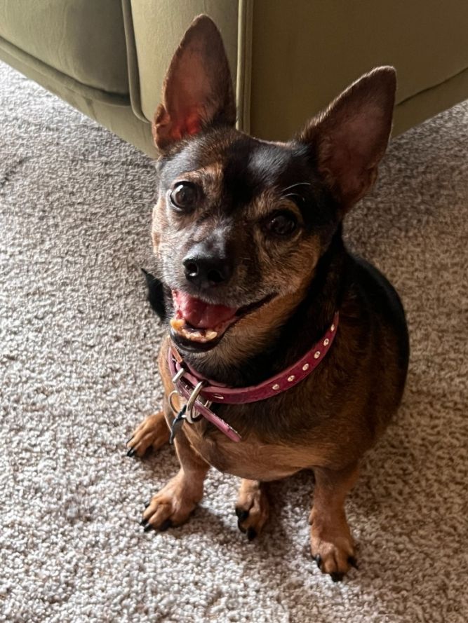 Daisy Lou