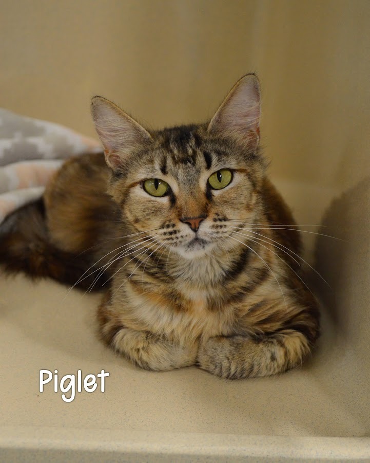 Piglet