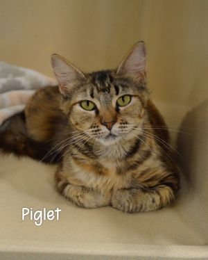 Piglet