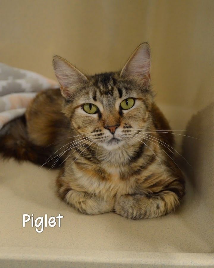 Piglet 1