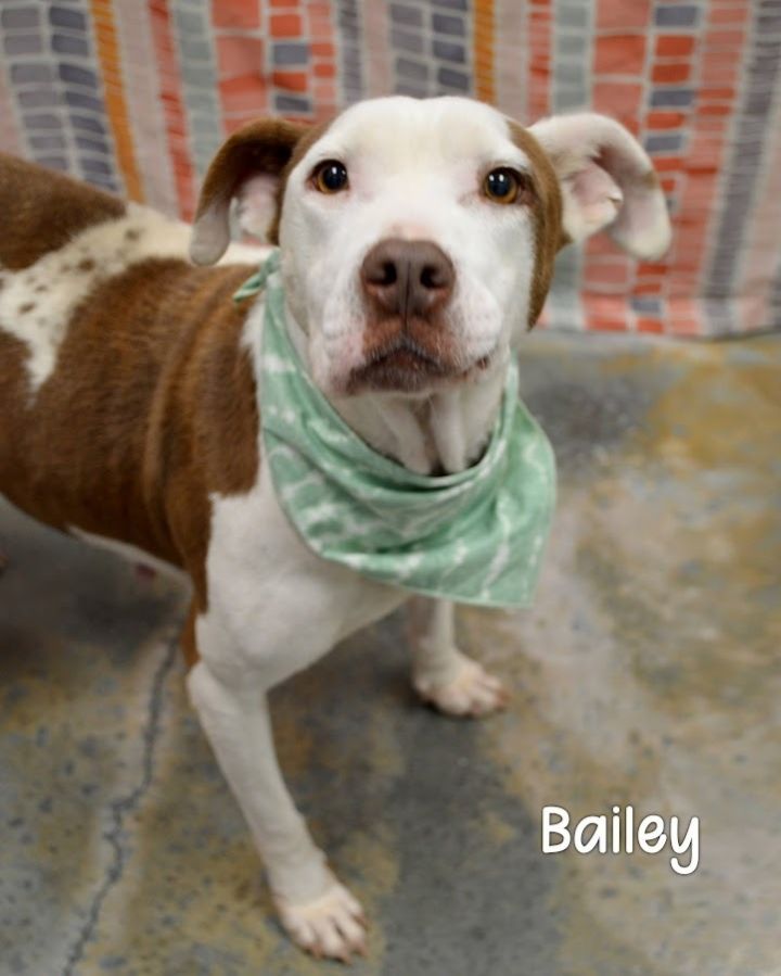 Bailey 1