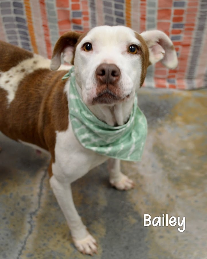 Bailey