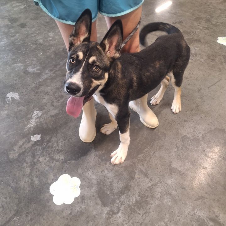 Huskyvarno 1