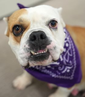 Sweet Girl