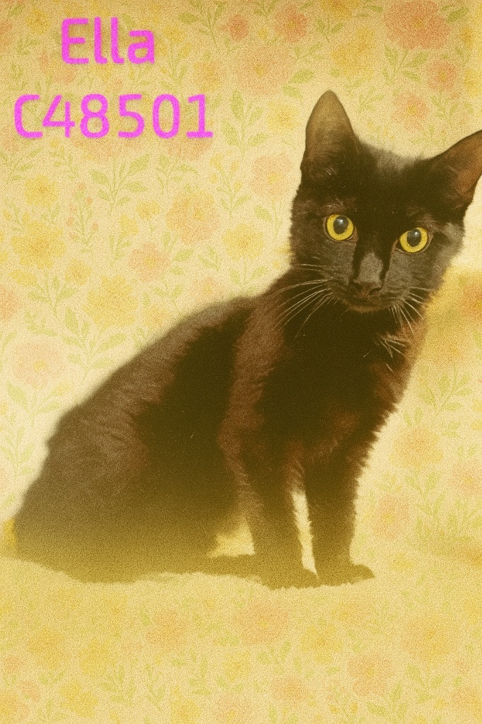 Ella