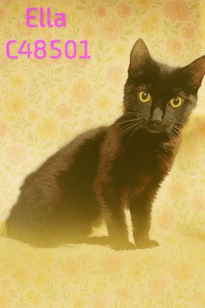 Ella, Young Female Domestic Short Hair