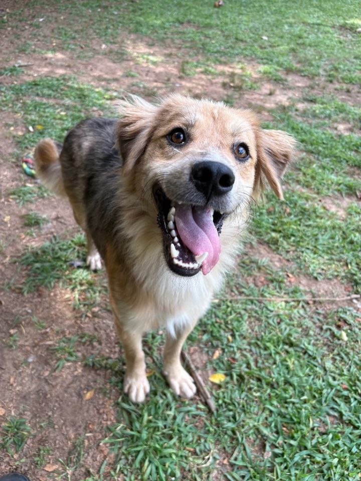 Koda 4