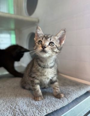 Okie Dokie, Baby Female Domestic Short Hair