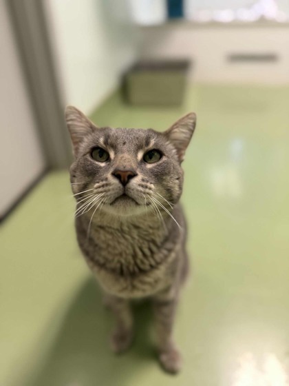 Sir Meowsalot
