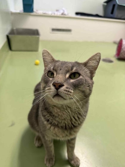 Sir Meowsalot